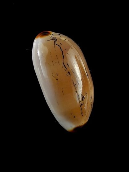 Cypraea controversa 25,5 mm Gem-14693