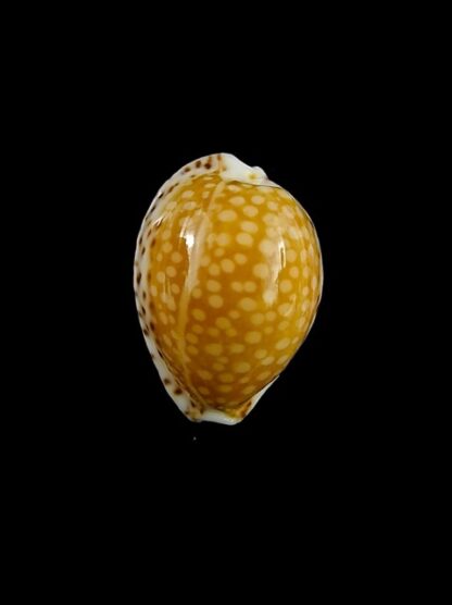 Cypraea gaskoinii 20 mm Gem-14722