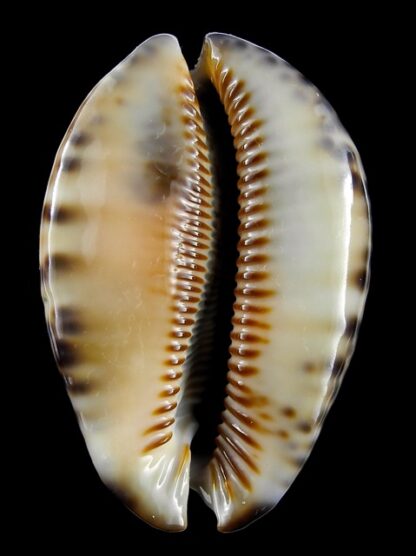 Mauritia asiatica gibba. 69 mm Gem (-)-14598