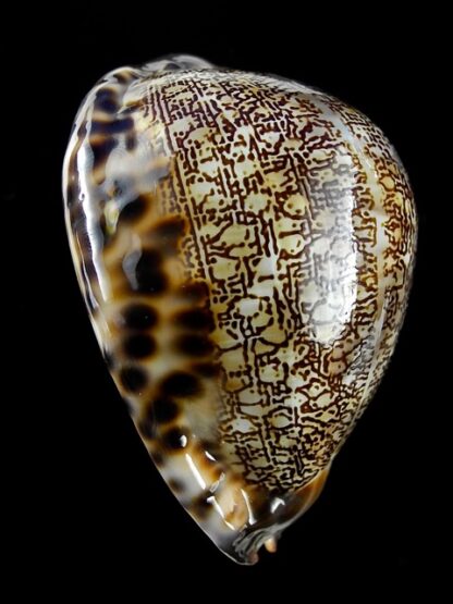 Mauritia asiatica gibba. 69 mm Gem (-)-14599