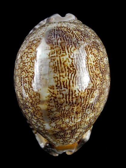 Cypraea asiatica f. gibba. 78,8 mm Gem (-)-14661