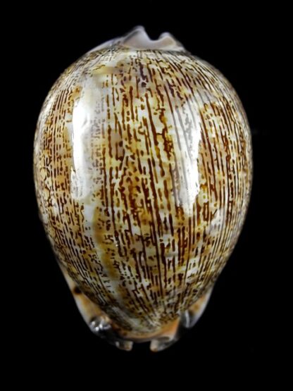 Cypraea asiatica f. gibba. 75,1 mm Gem (-)-14642