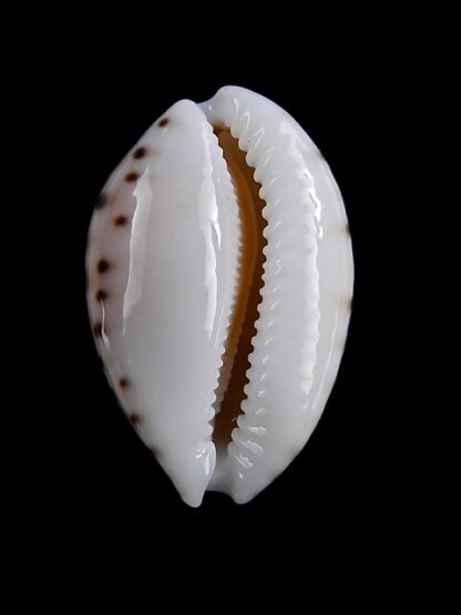 Cypraea garciai 20,5 mm Gem-14913
