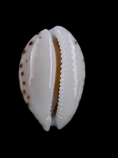 Cypraea garciai 19,1 mm Gem-14904