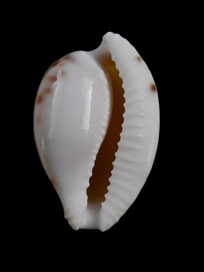 Cypraea algoensis algoensis. 24.8 mm Gem-14830