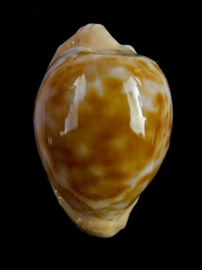 Cypraeovula coronata debruini 32,6 mm Gem-14946