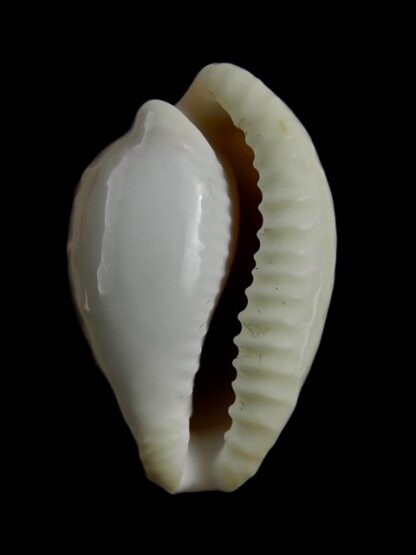 Cypraeovula coronata debruini 32,6 mm Gem-14947