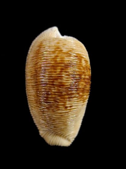 Cypraeovula capensis capensis 29 mm Gem-15015