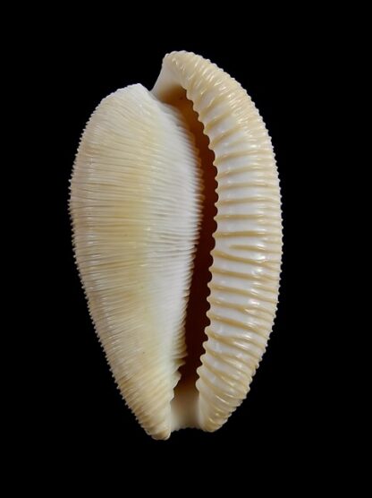 Cypraeovula capensis capensis 29 mm Gem-15013
