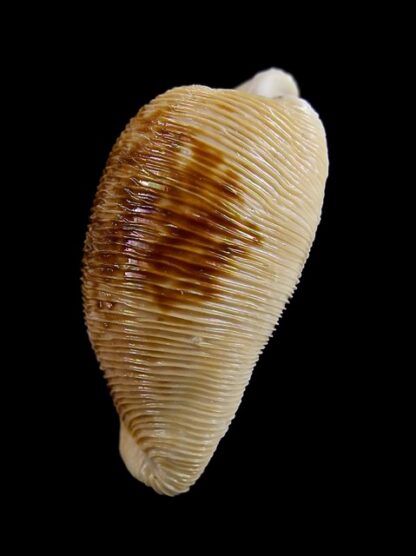 Cypraeovula capensis capensis 29 mm Gem-15014