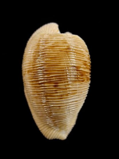 Cypraeovula capensis capensis 28,7 mm Gem-15004