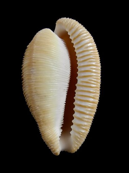 Cypraeovula capensis capensis 28,7 mm Gem-15003