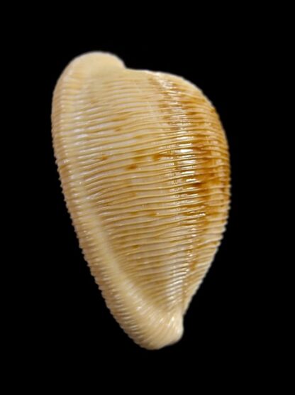 Cypraeovula capensis capensis 28,7 mm Gem-15007