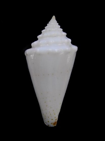 Conus luciae ( Profondiconus ) 28,2 mm Gem(-)-15071