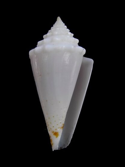 Conus luciae ( Profondiconus ) 28,2 mm Gem(-)-15069