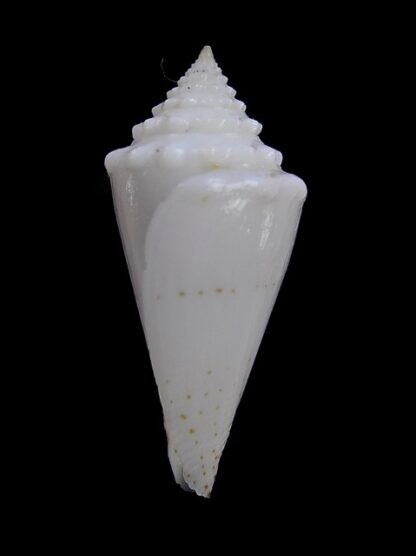 Conus luciae ( Profondiconus ) 28,2 mm Gem(-)-15070