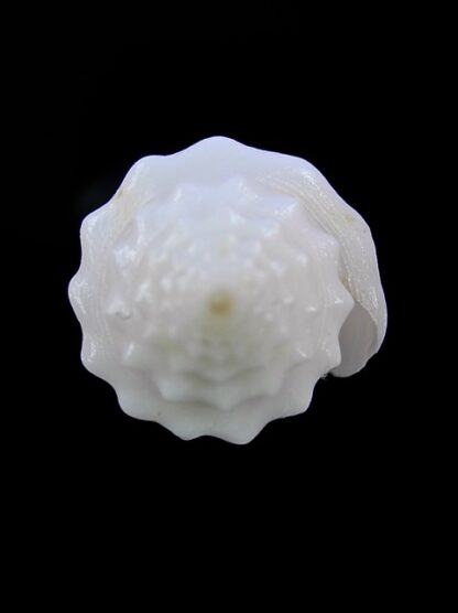 Conus luciae ( Profondiconus ) 28,2 mm Gem(-)-15072