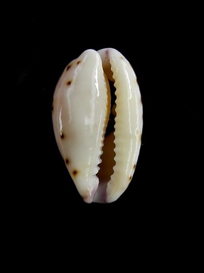 Cypraea hammondae dampierensis ..VERY Special colour .. 15 mm Gem-15027