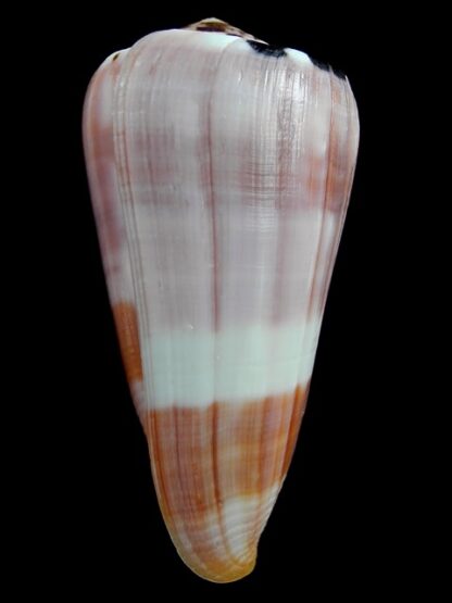 Pionnoconus gauguini 71,9 mm Gem (-)-15250