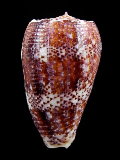 Conus adamsonii 41,6 mm Gem W/O-15228