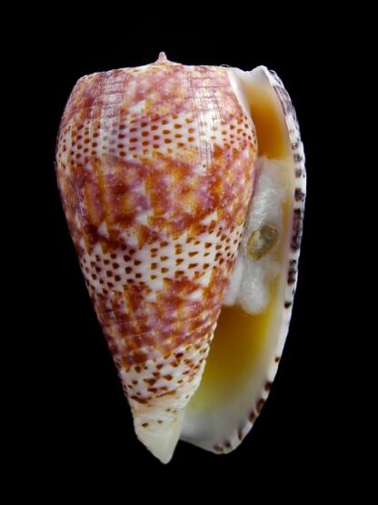 Conus adamsonii 41,6 mm Gem W/O-15230