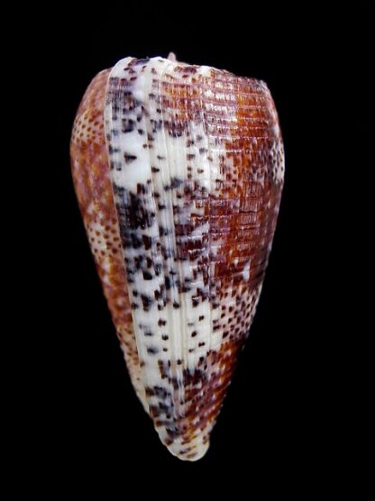 Conus adamsonii 41,6 mm Gem W/O-15231