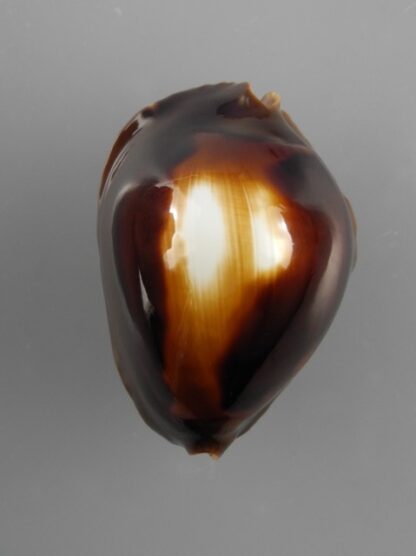 Zoila rosselli latistoma 46,8 mm Gem-15290