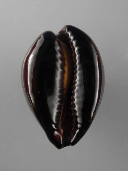 Zoila decipiens decipiens 45,6 mm Gem-15318