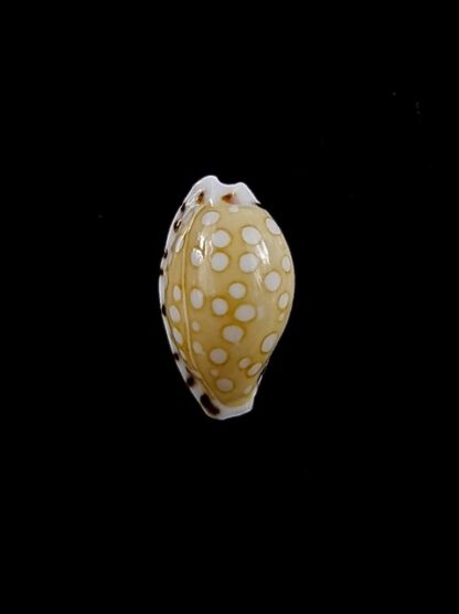 Cypraea cumingii compta 11 mm Gem-15379