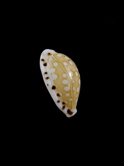 Cypraea cumingii compta 11 mm Gem-15378