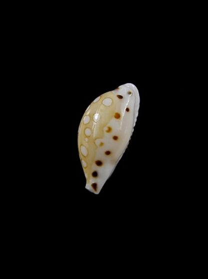 Cypraea cumingii compta 11 mm Gem-15377