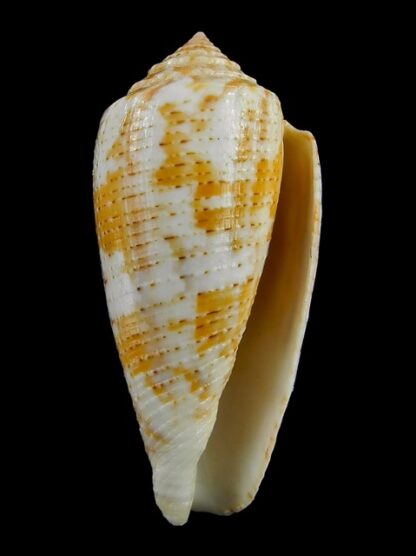 Pionoconus arafurensis 42,7 mm F+++/Gem-15348