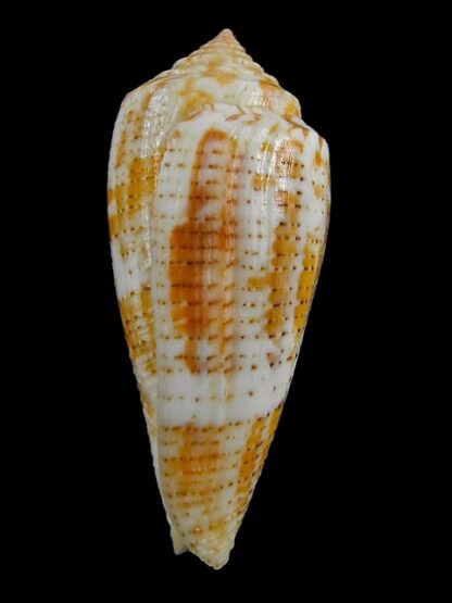 Pionoconus arafurensis 42,7 mm F+++/Gem-15347