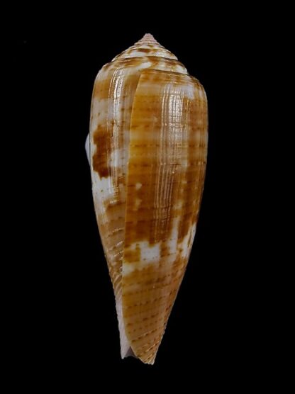 Conus austroviola 37,3 mm Gem-15356