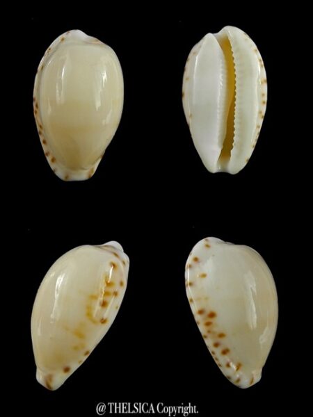 Notocypraea comptonii mayi 22,7 mm Gem-0