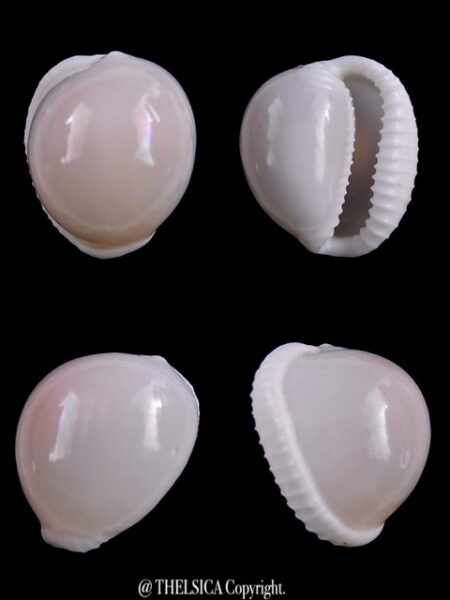 Trivella millardi ..PINK.. 18,7 mm Gem-0