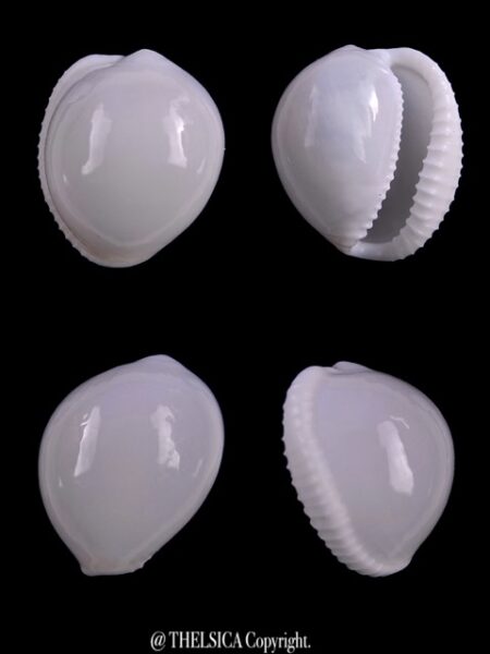 Trivella millardi ..PINK.. 19,3 mm Gem-0