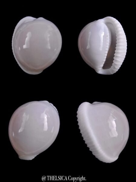 Trivella millardi ..PINK.. 19,6 mm Gem-0