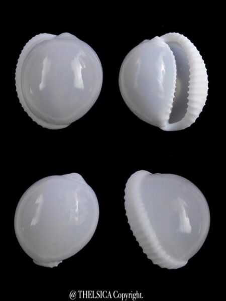 Trivella millardi 18,5 mm Gem-0