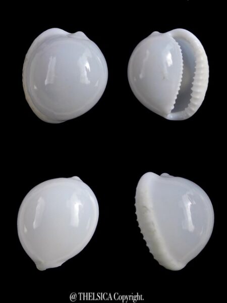 Trivella millardi 18,6 mm Gem-0