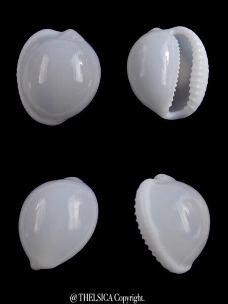 Trivella millardi 19,8 mm Gem-0