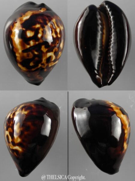 Zoila decipiens decipiens 45,6 mm Gem-0