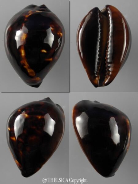 Zoila decipiens decipiens 46,3 mm Gem-0