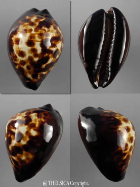 Zoila decipiens decipiens 47,6 mm Gem-0