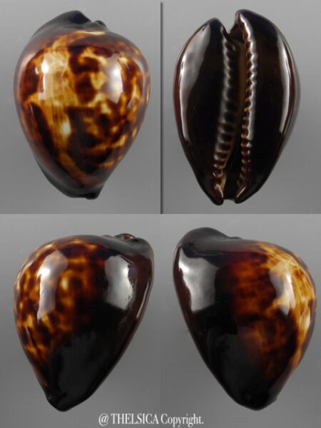 Zoila decipiens decipiens..46,3 mm Gem-0