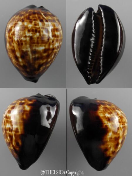 Zoila decipiens decipiens..48,2 mm Gem-0