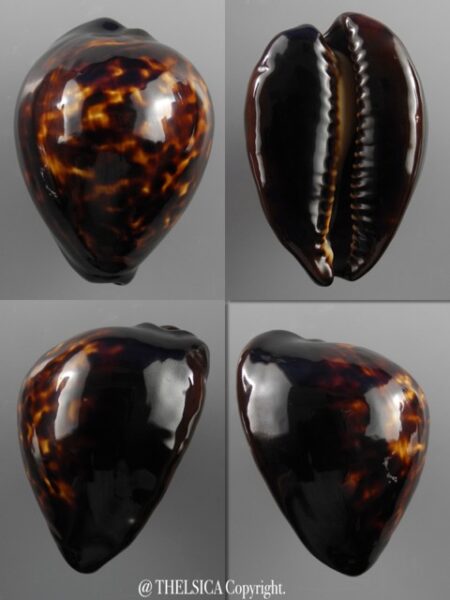 Zoila decipiens decipiens 48,9 mm Gem (-)-0