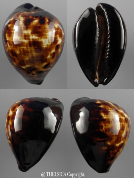 Zoila decipiens decipiens 50,3 mm Gem-0