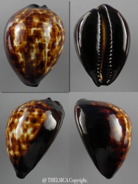 Zoila decipiens decipiens 50,4 mm Gem-0