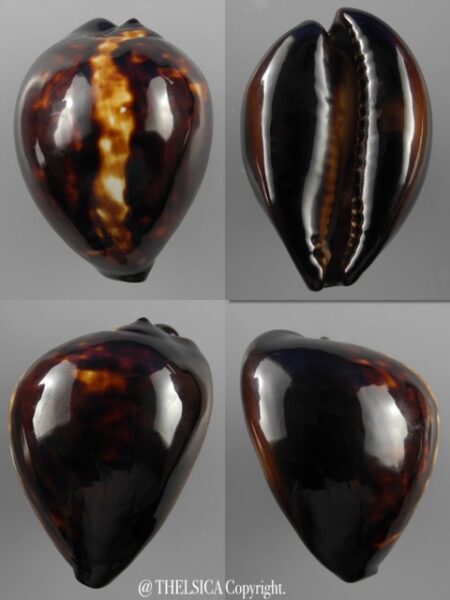 Zoila decipiens decipiens 50,8 mm Gem-0
